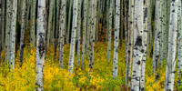 Aspen Forest - Colorado