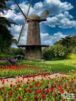 Netherlands in the west - San Francisco, CA