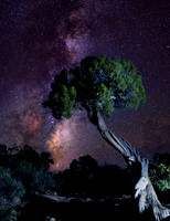 The Bonsai Tree - Colorado