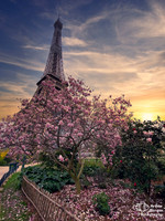 Tower and Flowers - Paris, France