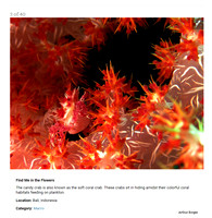 Scuba Diving Magazine II