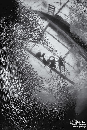 Sardine Run II